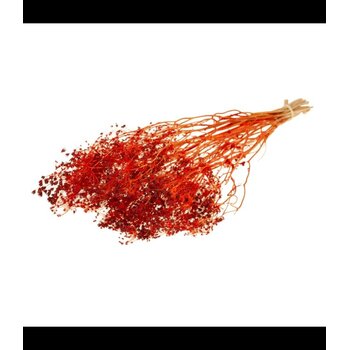 Gedroogde Goudscherm