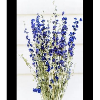 Gedroogde Delphinium