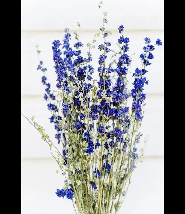Grossiste Delphinium séché | Élégance colorée et verticalité naturelle