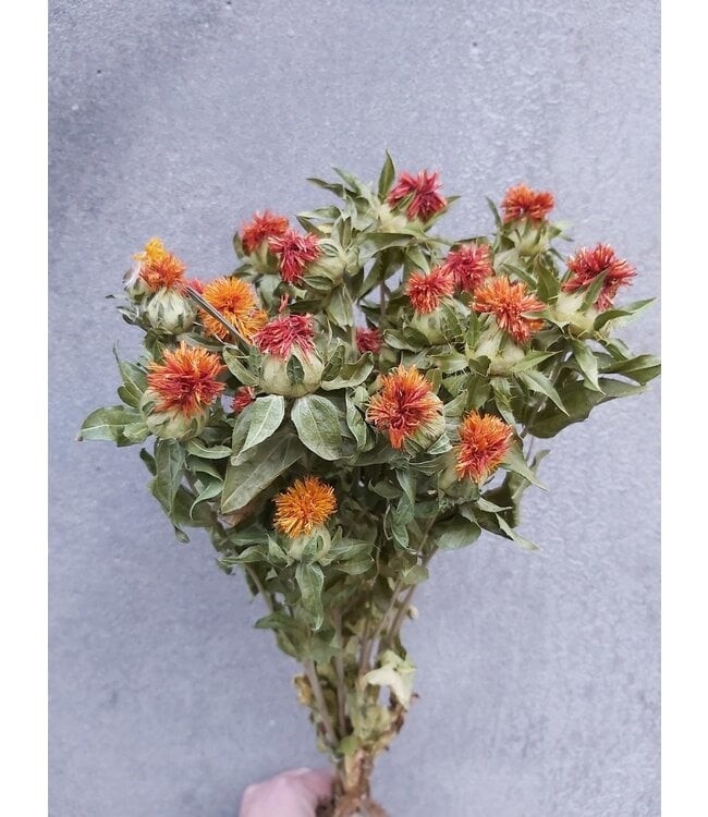 Grossiste Carthamus séché | Texture robuste, couleur vive et présence unique