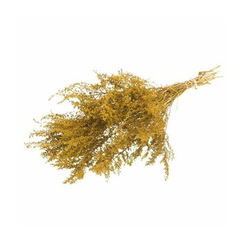 Gedroogde Solidago
