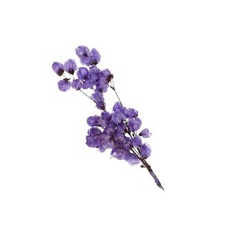 Gedroogde Bougainvillea