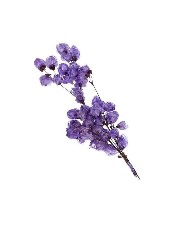 Grossiste Bougainvilliers fleurs séchées | Élégance tropicale pour les professionnels créatifs
