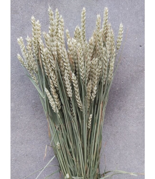 Grossiste Orge Séchée | Texture naturelle et charme rustique