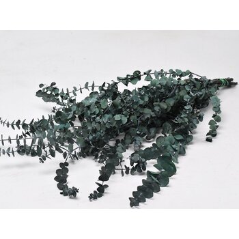 Gedroogde Eucalyptus