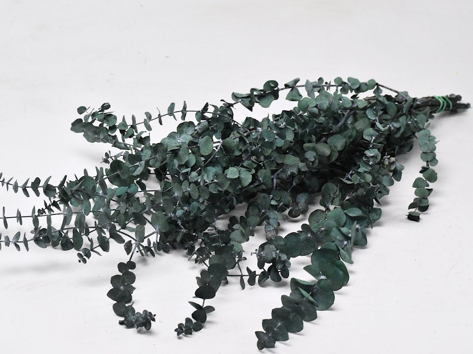 Grossiste en eucalyptus séché | Tiges parfumées et élégantes pour compositions florales et décoration