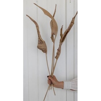 Gedroogde Strelitzia