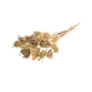 Gedroogde Ammi Majus