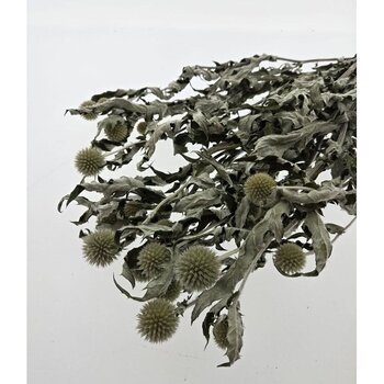 Gedroogde Cardi Stella 