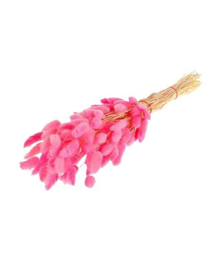 4A Pink Dried Bunny Tails | Lagurus Ovatus Dried Flowers | Length 55 centimetres | Per bunch