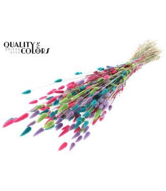 QC Lagurus per bunch Colourful 7 | Per 6 stuks