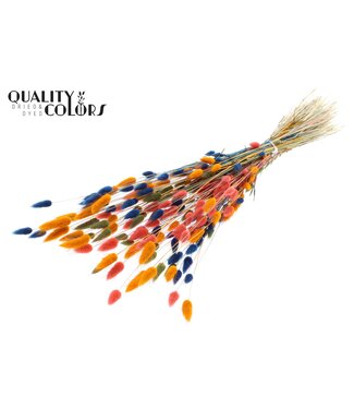 QC Lagurus per bunch Colourful 6 | Per 6 stuks