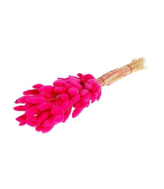 4A Faded Pink Dried Bunny Tails | Lagurus Ovatus Dried Flowers | Length 55 centimetres | Per bunch