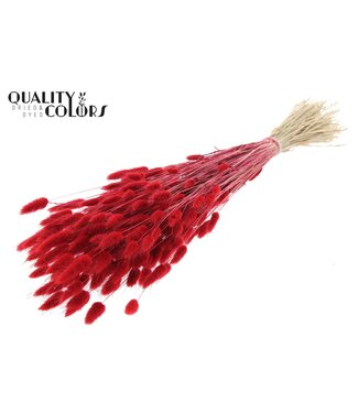 QC Lagurus per bunch Red | Per 6 stuks