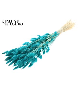 QC Lagurus Premium per bunch Intense Turquoise ( x 6 )