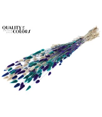 QC Lagurus per bunch Scandinavian Mix | Per 6 stuks