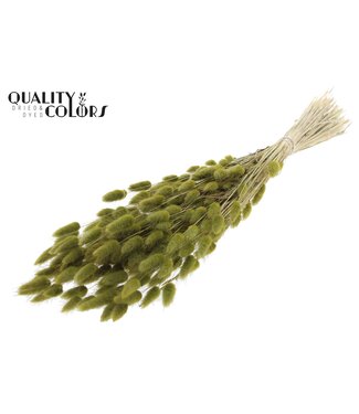 QC Lagurus per bunch Olive | Per 6 stuks
