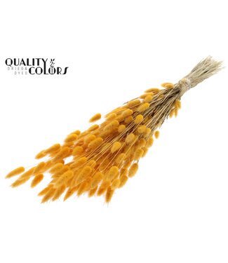 QC Lagurus per bunch Apricot | Per 25 stuks
