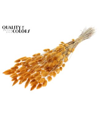 QC Lagurus Premium per bunch Apricot | Per 6 stuks