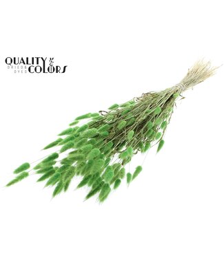 QC Lagurus per bunch Light Green ( x 25 )