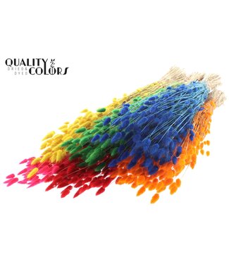 QC Lagurus per bunch Mixed Colours ( x 25 )