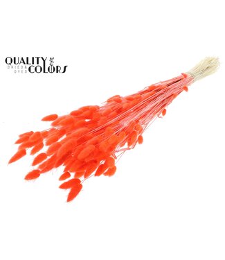 QC Lagurus Premium per bunch Intense Coral ( x 6 )