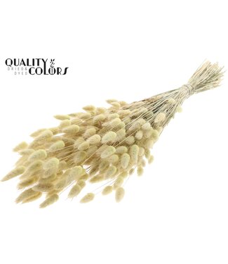 QC Lagurus per bunch Frosted Light Yellow ( x 6 )