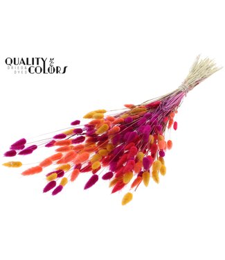 QC Lagurus per bunch Colourful 10 | Per 6 stuks