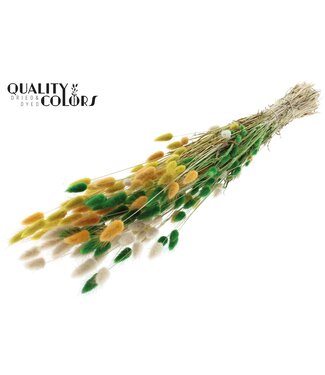 QC Lagurus per bunch Summer Mix ( x 6 )