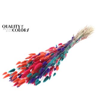 QC Lagurus per bunch Colourful 4 ( x 6 )