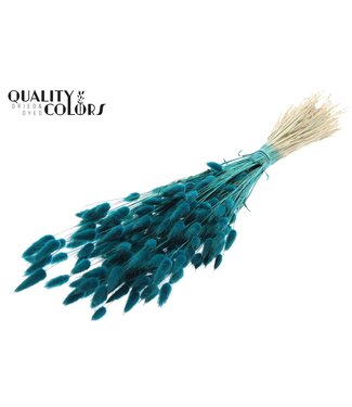 QC Lagurus per bunch Turquoise | Per 6 stuks
