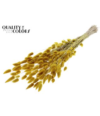 QC Lagurus Premium per bunch Yellow | Per 6 stuks