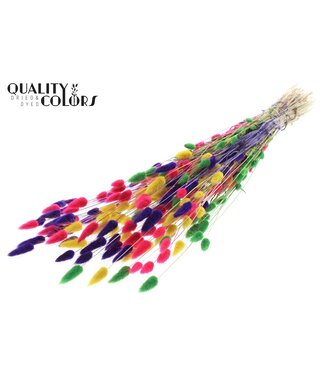 QC Lagurus per bunch Colourful 2 ( x 6 )