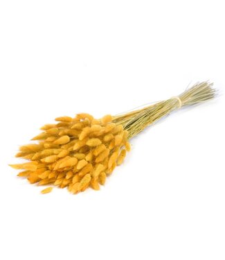 LDD Lagurus ovatus  yellow | Per 25 stuks