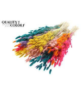QC Lagurus per bunch Two Tone Candy Spectrum ( x 6 )