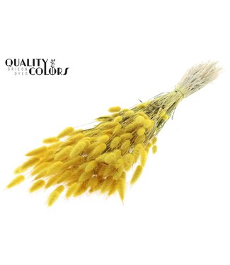 QC Lagurus per bunch Yellow | Per 6 stuks