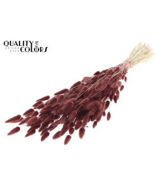 QC Lagurus per bunch Brown ( x 25 )