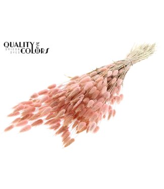 QC Lagurus per bunch Light Pink | Per 25 stuks