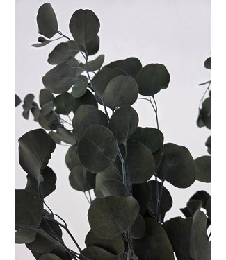 Casa Alegria Eucalyptus Populus Vert | Préservé | Longueur 60 centimètres | Par 150 grammes | Par pièce