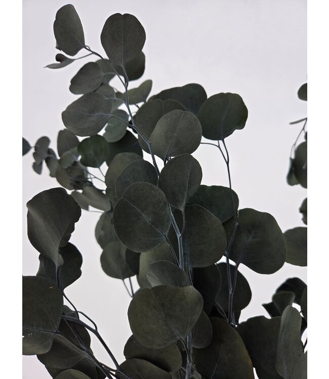 Eucalyptus Populus Vert | Préservé | Longueur 60 centimètres | Par 150 grammes | Disponible à l'unité