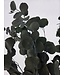 Green Eucalyptus Populus | Preserved | Length 60 centimetres | Per 150 grams | Available per piece