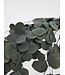 Eucalyptus Populus Vert | Préservé | Longueur 60 centimètres | Par 150 grammes | Disponible à l'unité