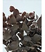 Red Eucalyptus Spiral Preserved | Branches of 50 - 80 centimetres | 150 grams | Available per bunch