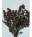 Red Eucalyptus Spiral Preserved | Branches of 50 - 80 centimetres | 150 grams | Available per bunch
