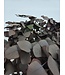Red Eucalyptus Spiral Preserved | Branches of 50 - 80 centimetres | 150 grams | Available per bunch