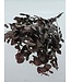 Red Eucalyptus Spiral Preserved | Branches of 50 - 80 centimetres | 150 grams | Available per bunch