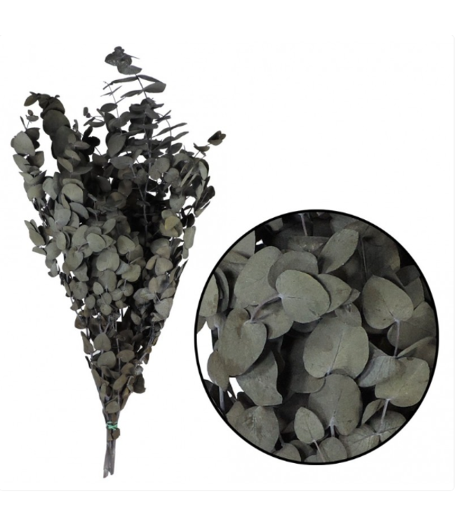 Groene Eucalyptus Espiral Gepreserveerd | Takken van 50 - 80 centimeter | 150 gram | Per bos te bestellen