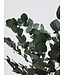 Groene Eucalyptus Espiral Gepreserveerd | Takken van 50 - 80 centimeter | 150 gram | Per bos te bestellen