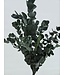 Eucalyptus Vert Espiral Préservé | Branches de 50 - 80 centimètres | 150 grammes | À commander par bouquet