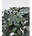 Eucalyptus Vert Espiral Préservé | Branches de 50 - 80 centimètres | 150 grammes | À commander par bouquet